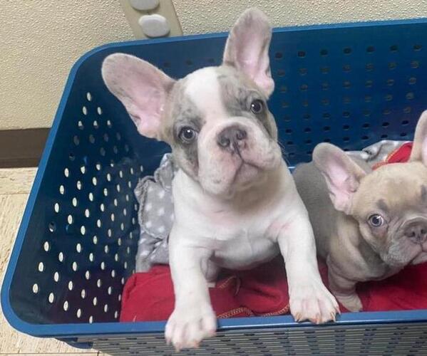 Medium Photo #1 French Bulldog Puppy For Sale in BAKERSVILLE, NC, USA