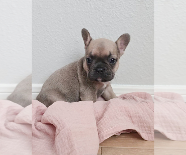 Medium Photo #2 French Bulldog Puppy For Sale in SPRING, TX, USA