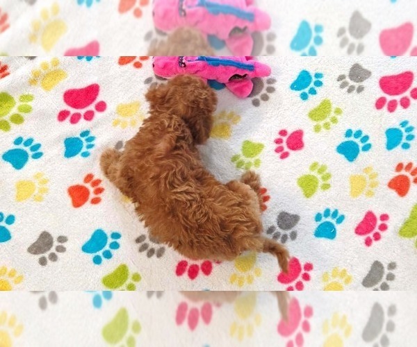 Medium Photo #4 Cavapoo (Miniature)-Poodle (Toy) Mix Puppy For Sale in ORO VALLEY, AZ, USA