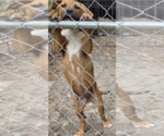 Small #1 Labrador Retriever Mix