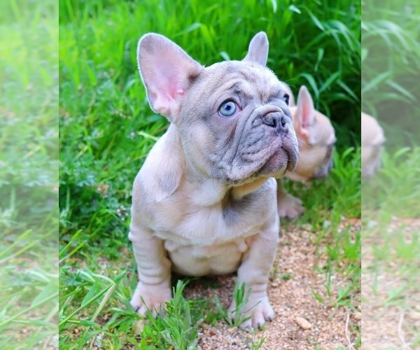 Medium Photo #5 French Bulldog Puppy For Sale in BEVERLY HILLS, CA, USA