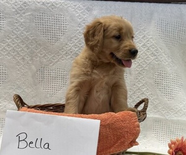 Medium Photo #2 Golden Retriever Puppy For Sale in OWEN, WI, USA