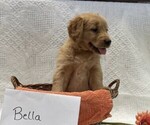 Small #1 Golden Retriever