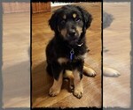 Puppy 1 English Shepherd-Golden Retriever Mix