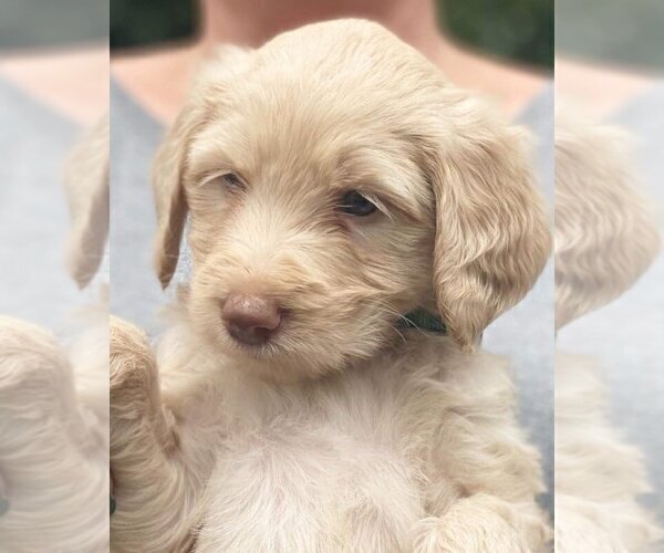 Medium Photo #8 Goldendoodle-Schnoodle (Standard) Mix Puppy For Sale in ROME, GA, USA
