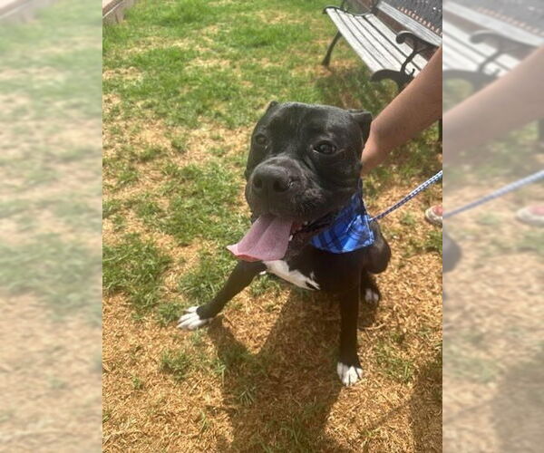 Medium Photo #8 American Staffordshire Terrier-Boxer Mix Puppy For Sale in Lake Forest, CA, USA