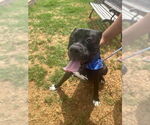 Small #7 American Staffordshire Terrier-Boxer Mix