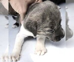 Small #1 Mutt