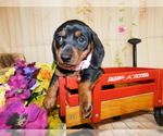 Small Photo #3 Dachshund Puppy For Sale in HAMMOND, IN, USA
