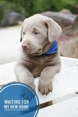 Labrador Retriever Puppy for sale in BUTLER, IN, USA