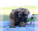 Small #3 Soft Coated Wheaten Terrier