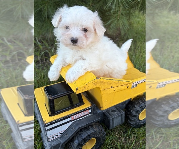 Medium Photo #2 Maltese Puppy For Sale in MIDDLEBURY, IN, USA