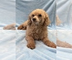 Small Photo #1 Cavapoo (Miniature) Puppy For Sale in GUTHRIE, KY, USA