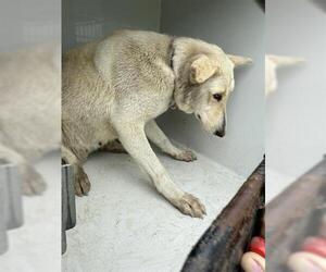 German Shepherd Dog Dogs for adoption in Houston, TX, USA