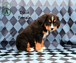 Small Photo #45 Bernese Mountain Dog Puppy For Sale in HARRISONBURG, VA, USA