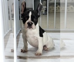 Small Photo #4 French Bulldog Puppy For Sale in VILLA PARK, IL, USA