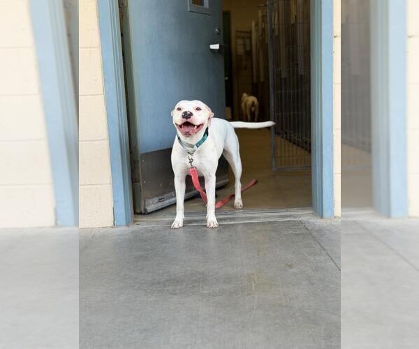 Medium Photo #2 Argentinian Mastiff-Unknown Mix Puppy For Sale in Santa Maria, CA, USA