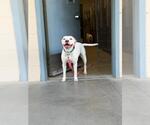 Small #1 Argentinian Mastiff Mix