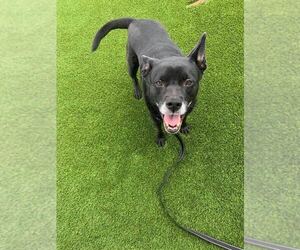 Sadie - Female Labrador Retriever-Unknown Mix Dog for Adoption - Photo #17