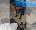Small Photo #22 America Bandogge Mastiff Puppy For Sale in JOLIET, IL, USA