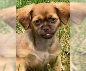 ShiChi Dogs for adoption in Oakhurst, NJ, USA