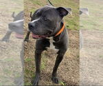 Small #5 American Pit Bull Terrier Mix
