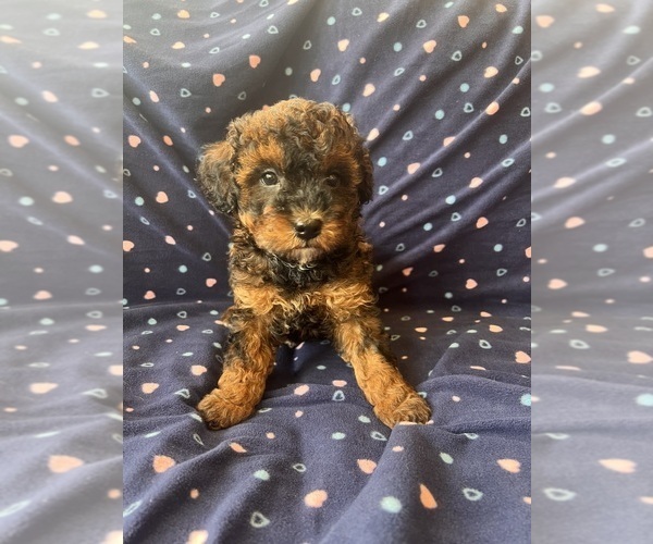 Medium Photo #1 Poodle (Toy) Puppy For Sale in Lexington, NC, USA