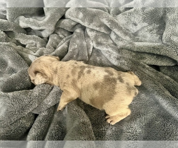 Medium Photo #17 French Bulldog Puppy For Sale in HAYWARD, CA, USA