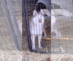 Mother of the Siberian Husky puppies born on 10/16/2025