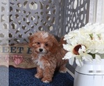 Small #3 Shih-Poo