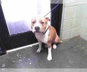 American Pit Bull Terrier Dogs for adoption in Tulsa, OK, USA