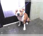 Small American Pit Bull Terrier
