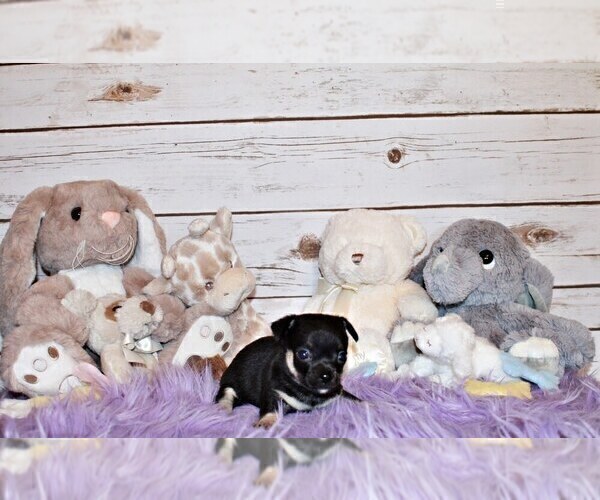 Medium Photo #61 Chihuahua Puppy For Sale in CHARLESTON, AR, USA