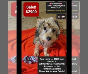 Yorkshire Terrier Puppy for sale in TUCSON, AZ, USA
