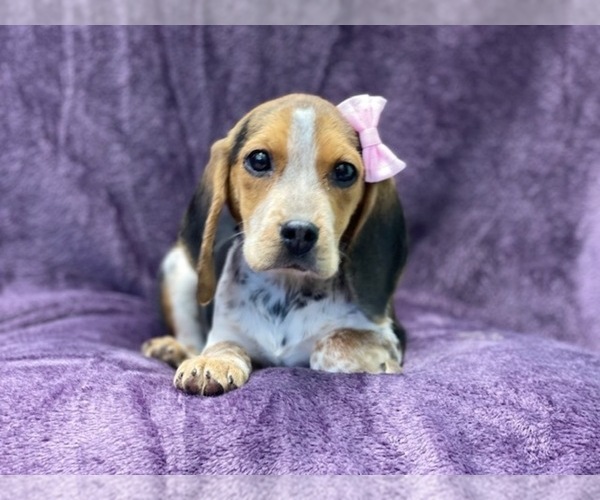 Medium Photo #4 Beagle Puppy For Sale in LAKELAND, FL, USA