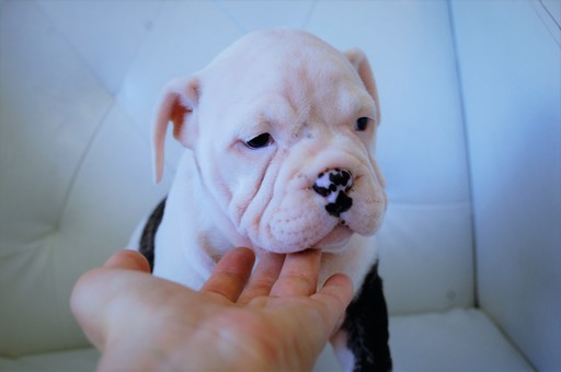 Medium Photo #1 English Bulldog Puppy For Sale in FAIRHOPE, AL, USA