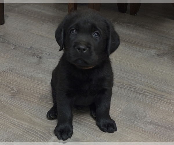 Medium Photo #1 Labrador Retriever Puppy For Sale in VICTORVILLE, CA, USA