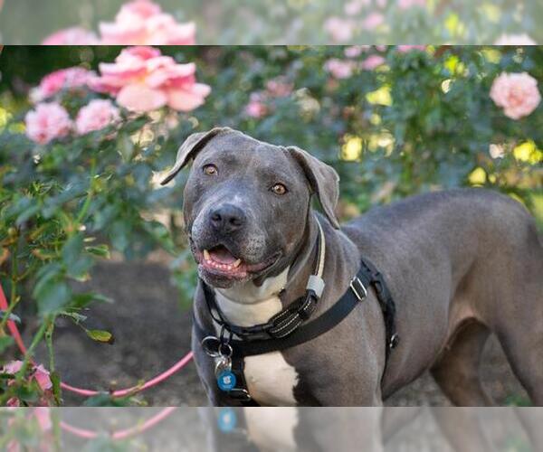 Medium Photo #5 Mutt Puppy For Sale in Pasadena, CA, USA