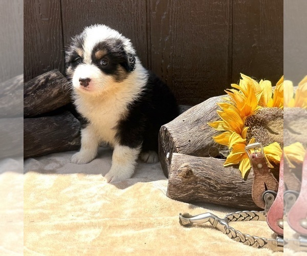 Medium Photo #12 Australian Shepherd Puppy For Sale in EUSTIS, FL, USA