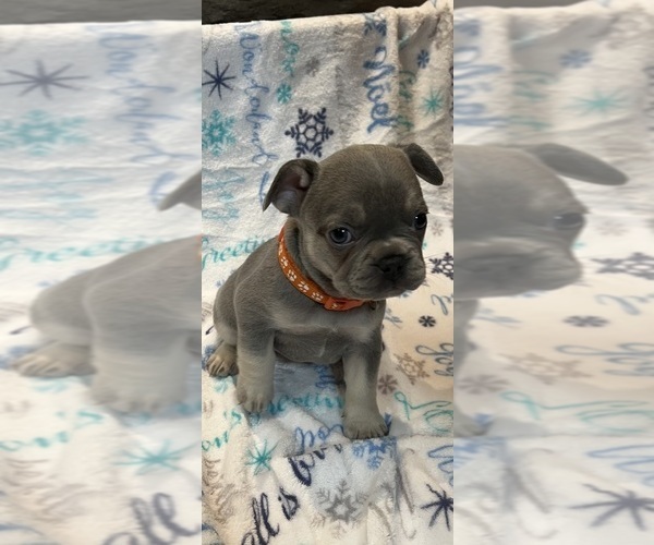 Medium Photo #1 French Bulldog Puppy For Sale in CAMERON, OK, USA