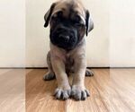 Small #22 Mastiff