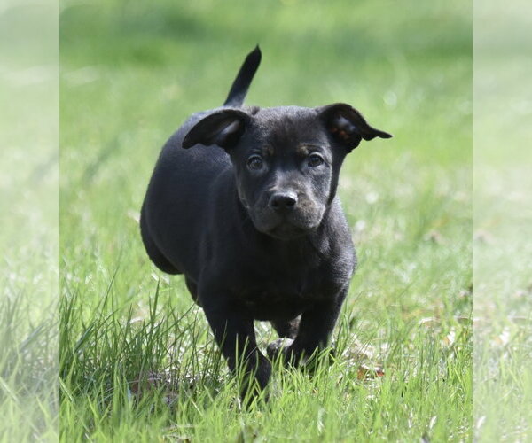 Medium Photo #2 Mutt Puppy For Sale in Mechanicsburg, PA, USA