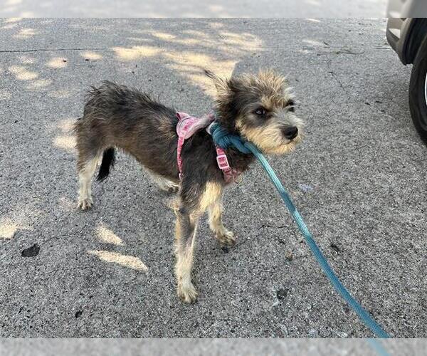 Medium Photo #1 Mutt Puppy For Sale in Grand Prairie, TX, USA