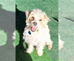Small #1 Shih Tzu Mix