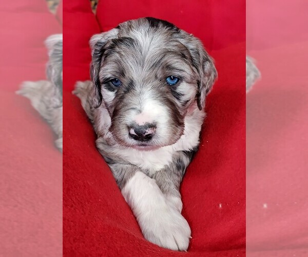 Medium Photo #1 Aussiedoodle Puppy For Sale in CHILLICOTHE, OH, USA