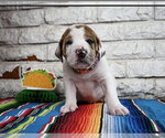 Small #3 Great Dane Mix