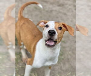 Pointer-Vizsla Mix Dogs for adoption in Great Bend, KS, USA