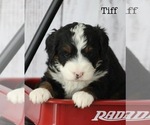 Small Photo #3 Bernedoodle Puppy For Sale in HUNTINGTON, MA, USA