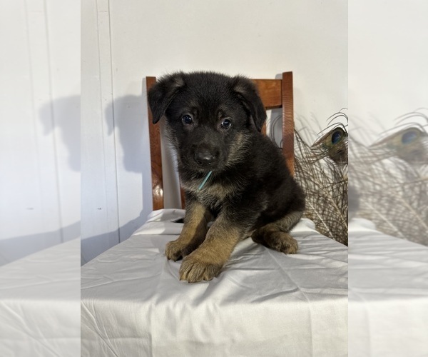 Medium Photo #1 German Shepherd Dog Puppy For Sale in DILLON, SC, USA