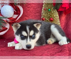 Siberian Husky Puppy for sale in LANCASTER, PA, USA